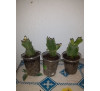 Шлюмбергера усічена (Schlumbergera truncatus)  Apricot